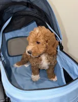 Arlo, a male Miniature Goldendoodle for sale in Woodhaven, NY – 3 of 4