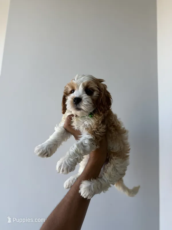 Polo – Cavapoo puppy for sale in Woodhaven, NY