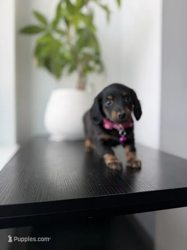 Daphnie  – Miniature Dachshund puppy for sale in Woodhaven, NY