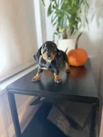 Poppy, a female Miniature Dachshund for sale in Woodhaven, NY – 2 of 6