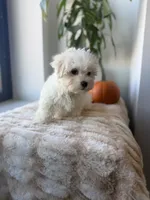 Tiny, a male Maltese for sale in Woodhaven, NY – 1 of 5