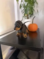 Poppy, a female Miniature Dachshund for sale in Woodhaven, NY – 1 of 6