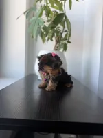 Rico, a male Yorkshire Terrier for sale in Woodhaven, NY – 2 of 4