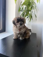 Cosmo, a male Shihpoo for sale in Woodhaven, NY – 6 of 6