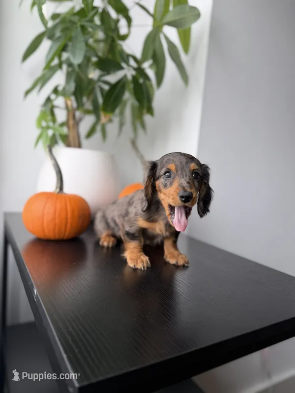 Mikko – Miniature Dachshund puppy for sale in Woodhaven, NY