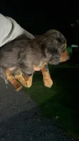 Mikko, a male Miniature Dachshund for sale in Woodhaven, NY – 4 of 5