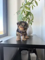 Tulip, a female Yorkshire Terrier for sale in Woodhaven, NY – 3 of 5