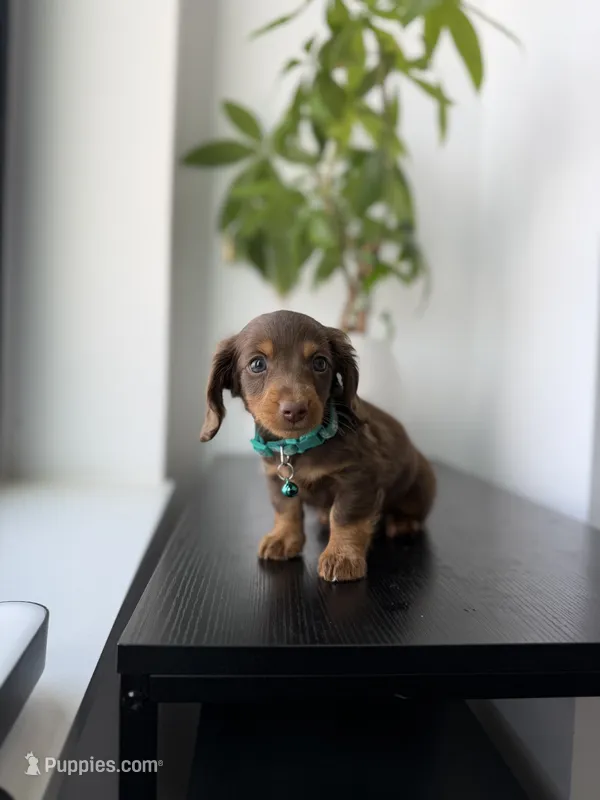 Scooby – Miniature Dachshund puppy for sale in Woodhaven, NY