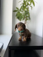 Scooby, a male Miniature Dachshund for sale in Woodhaven, NY – 1 of 6