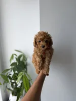 Button, a male Poodle - Toy  for sale in Woodhaven, NY – 5 of 5