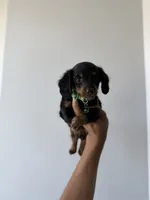 Shaggy, a male Miniature Dachshund for sale in Woodhaven, NY – 2 of 4