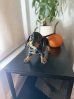 Poppy, a female Miniature Dachshund for sale in Woodhaven, NY – 5 of 6
