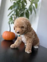 Gucci, a male Poodle - Toy  for sale in Woodhaven, NY – 5 of 8