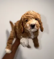 Arlo, a male Miniature Goldendoodle for sale in Woodhaven, NY – 4 of 4