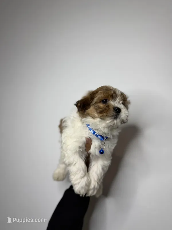 Blake  – Shih Tzu, Poodle - Toy  puppy for sale in Woodhaven, NY