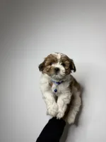 Blake , a male Shih Tzu and Poodle - Toy  for sale in Woodhaven, NY – Photo 2 of 3