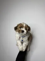 Blake , a male Shih Tzu and Poodle - Toy  for sale in Woodhaven, NY – Photo 3 of 3