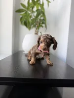 Velma, a female Miniature Dachshund for sale in Woodhaven, NY – 3 of 7