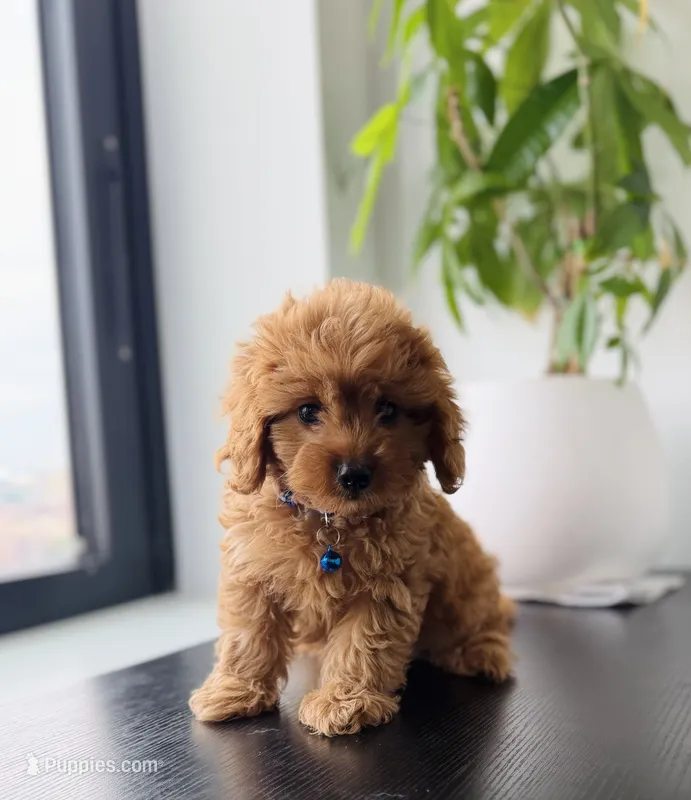 Coco – Cavapoo puppy for sale in Woodhaven, NY