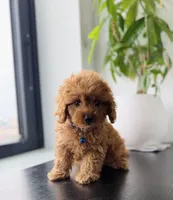 Coco, a male Cavapoo for sale in Woodhaven, NY – 1 of 3