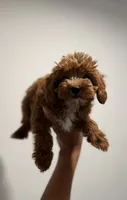 Dexter, a male Cavapoo for sale in Woodhaven, NY – 4 of 4