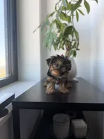 Tulip, a female Yorkshire Terrier for sale in Woodhaven, NY – 4 of 5