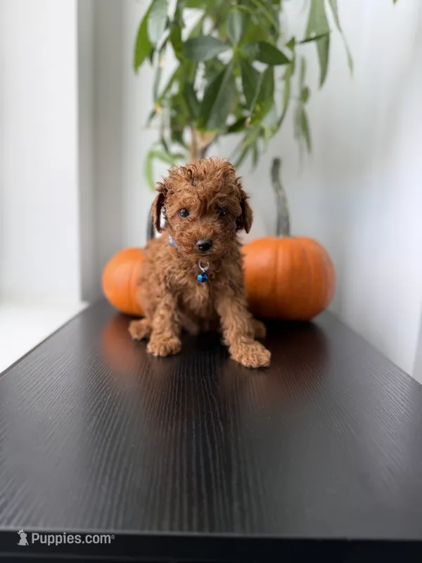 Tiger – Poodle - Toy  puppy for sale in Woodhaven, NY