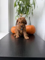Tiger, a male Poodle - Toy  for sale in Woodhaven, NY – 1 of 5