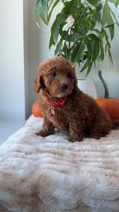 Prada, a male Miniature Goldendoodle for sale in Woodhaven, NY – 6 of 6