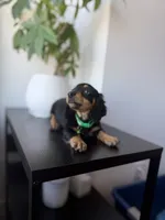 Dasher , a male Miniature Dachshund for sale in Woodhaven, NY – 4 of 6