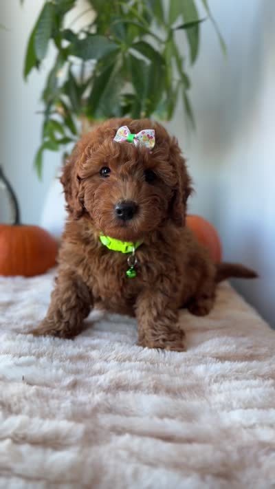 Princess , a female Miniature Goldendoodle for sale in Woodhaven, NY – 6 of 6