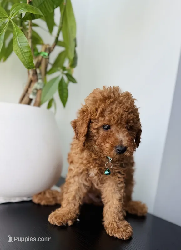 Max  – Poodle - Toy  puppy for sale in Woodhaven, NY