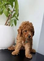 Max , a male Poodle - Toy  for sale in Woodhaven, NY – 1 of 3