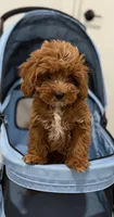 Dexter, a male Cavapoo for sale in Woodhaven, NY – 1 of 4