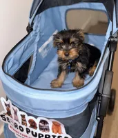 Milo, a male Yorkshire Terrier for sale in Woodhaven, NY – 3 of 3