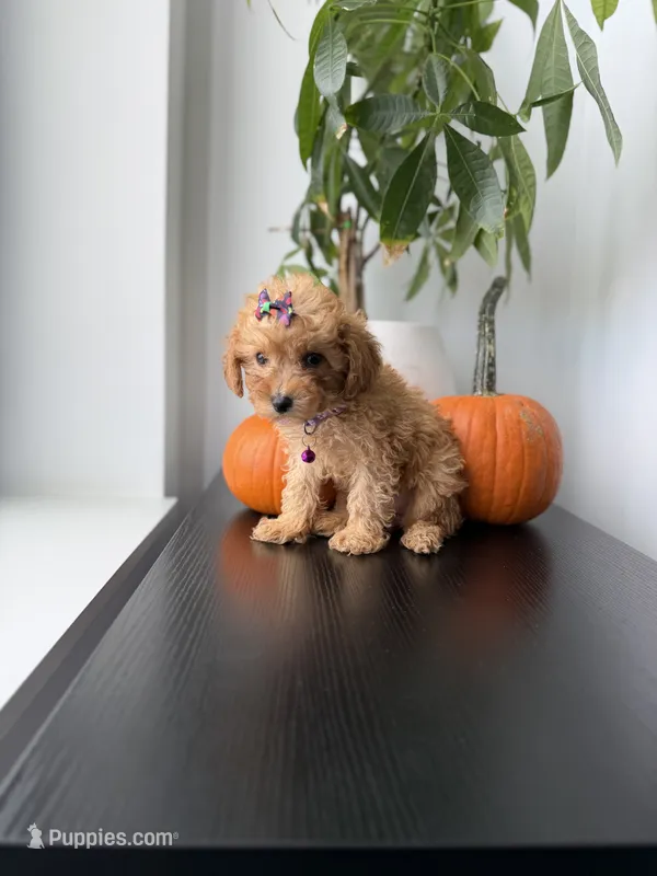 Tinkerbell teacup – Poodle - Toy  puppy for sale in Woodhaven, NY
