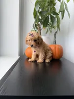 Tinkerbell teacup, a female Poodle - Toy  for sale in Woodhaven, NY – 1 of 5