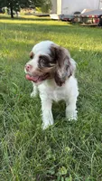 Zeus, a male English Cocker Spaniel for sale in Woodhaven, NY – 3 of 5
