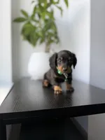 Shaggy, a male Miniature Dachshund for sale in Woodhaven, NY – 4 of 4