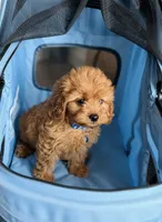 Coco, a male Cavapoo for sale in Woodhaven, NY – 3 of 3