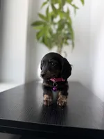Daphnie , a male Miniature Dachshund for sale in Woodhaven, NY – 3 of 3