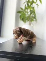 Velma, a female Miniature Dachshund for sale in Woodhaven, NY – 2 of 7