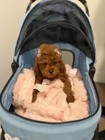 Daisy, a female Poodle - Toy  for sale in Woodhaven, NY – 2 of 2