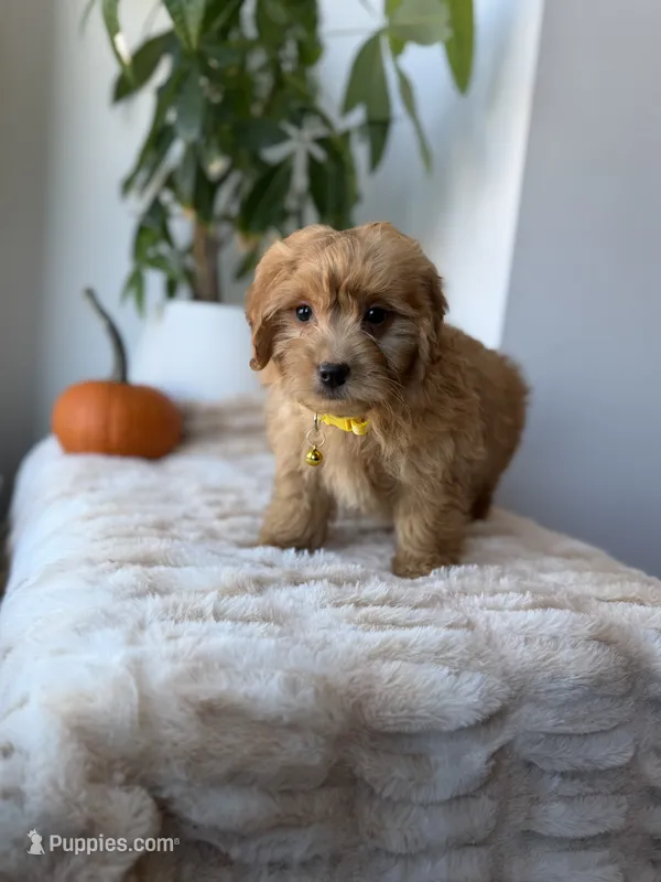 Louis – Miniature Goldendoodle puppy for sale in Woodhaven, NY