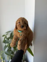 Polo, a male Miniature Goldendoodle for sale in Woodhaven, NY – 5 of 7