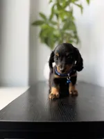 Fred, a male Miniature Dachshund for sale in Woodhaven, NY – 3 of 5