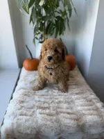 Aimiri, a male Miniature Goldendoodle for sale in Woodhaven, NY – 6 of 7
