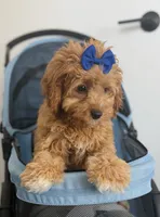 Daisy, a female Cavapoo for sale in Woodhaven, NY – 2 of 3