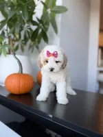 Teacup cindy, a female Poodle - Toy  for sale in Woodhaven, NY – 4 of 7