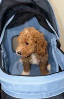Arlo, a male Miniature Goldendoodle for sale in Woodhaven, NY – 2 of 4